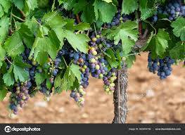Partir pour le pont de la pentecôte en famille dans une location avec piscine